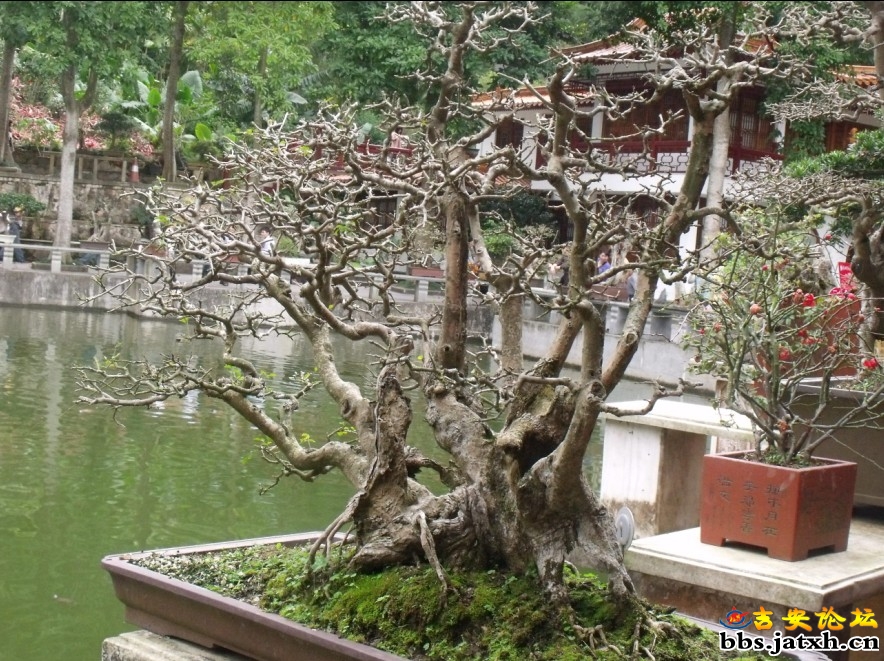2012.3.4相约仙湖9.jpg