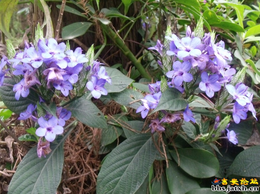 2012.3.4相约仙湖14.jpg