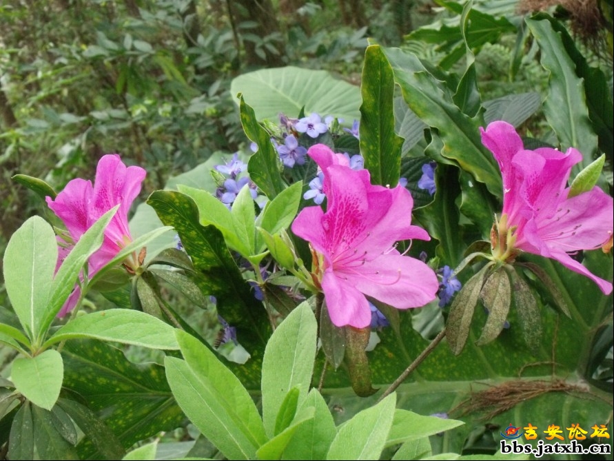 2012.3.4相约仙湖15.jpg