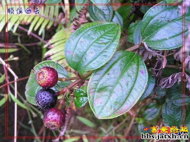 雷公果子