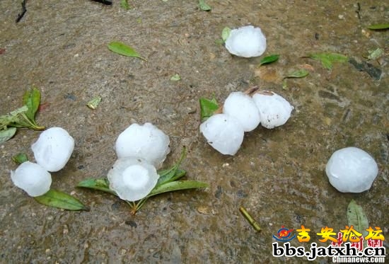 江西省遂川县遭遇特大冰雹侵袭，冰雹如乒乓球，民房开天窗，小猪被砸死。图为如乒乓球大小的冰雹