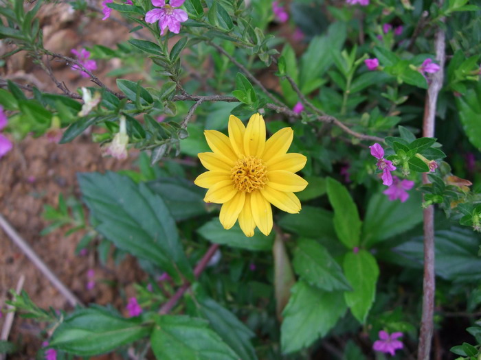 DSCF0434.JPG