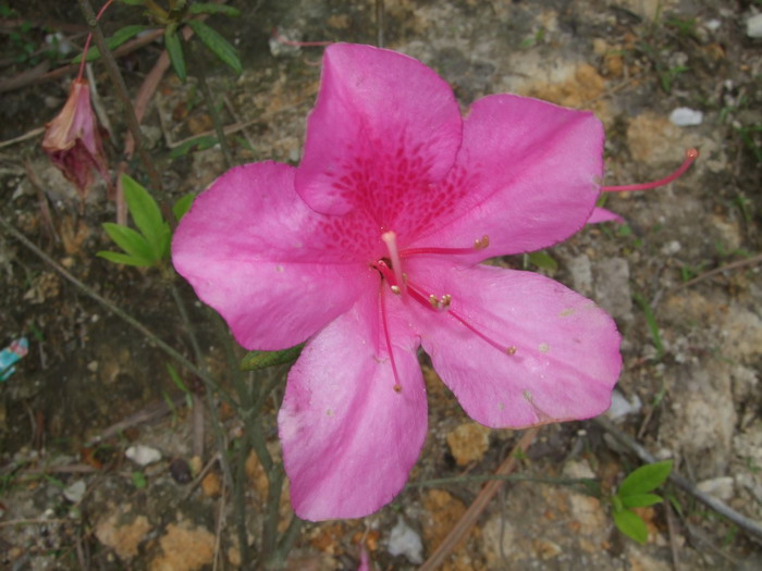 DSCF0494.JPG