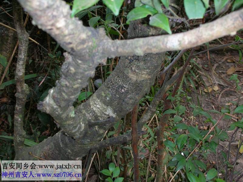 DSCN3937.JPG