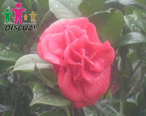 茶花.jpg