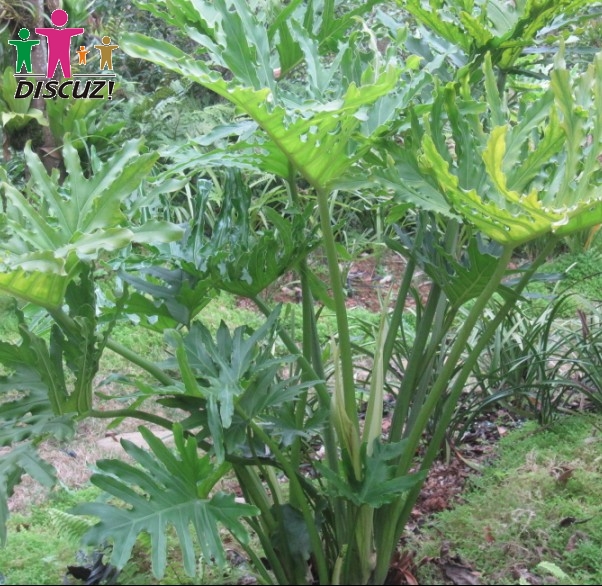仙湖的植物.jpg