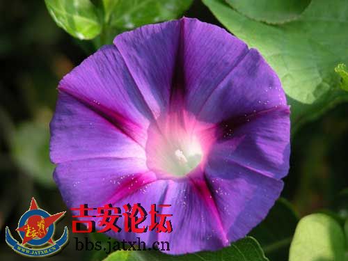 野花，是的,幸福就是一朵野花 用自己的生命展示美丽,这就是幸福